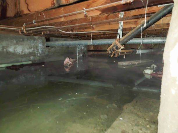 Best Mold removal after water damage  in Oakwood, OH