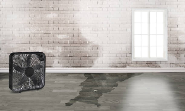 Best Mold removal after water damage  in Oakwood, OH